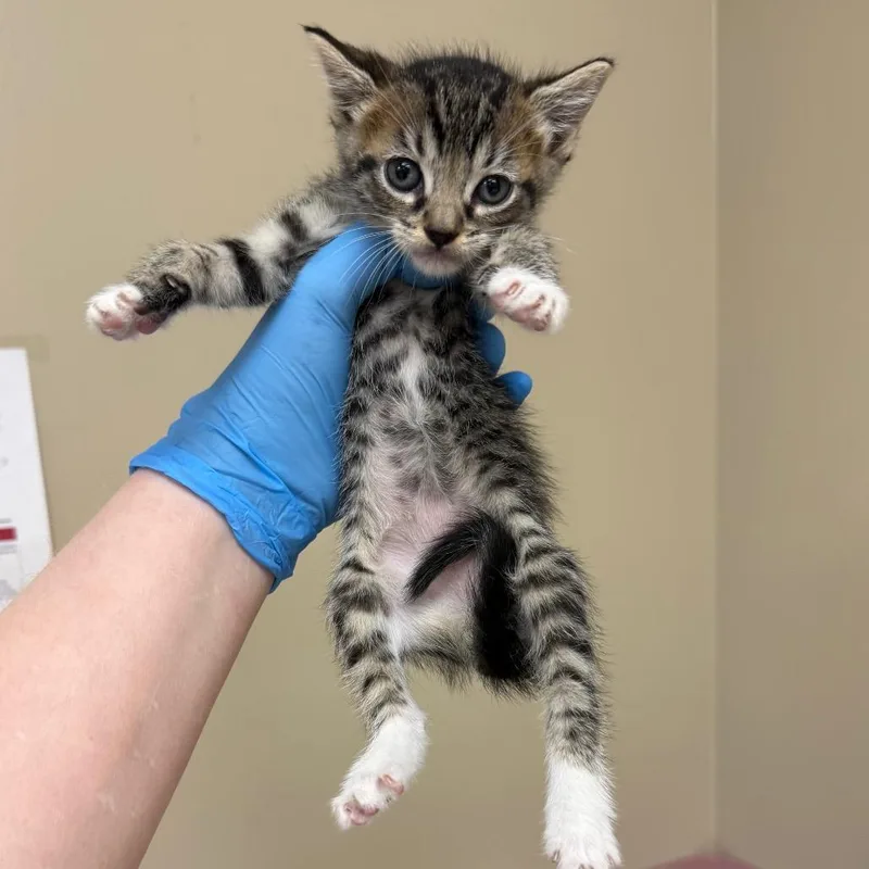 A baby small-sized female Brown / Chocolate Domestic Short Hair cat named Buttons for adoption in Birmingham, AL