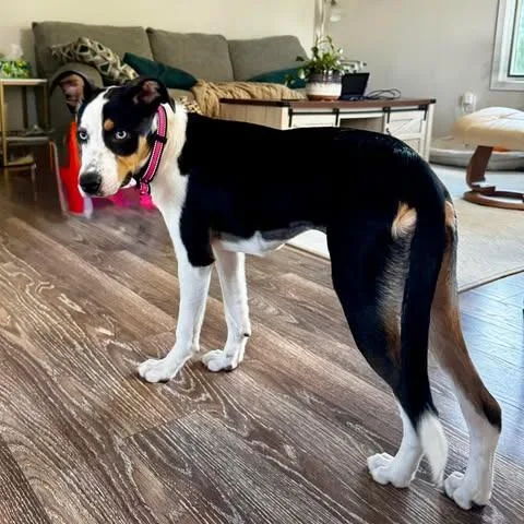A young medium-sized female White / Cream Collie dog named Lacie for adoption in Alma, WI