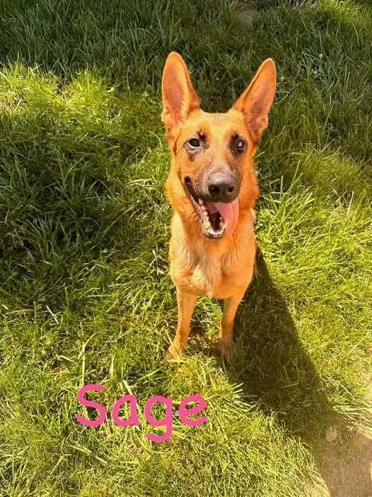 A young large-sized female German Shepherd Dog dog named Sage for adoption in Hillsboro, OH