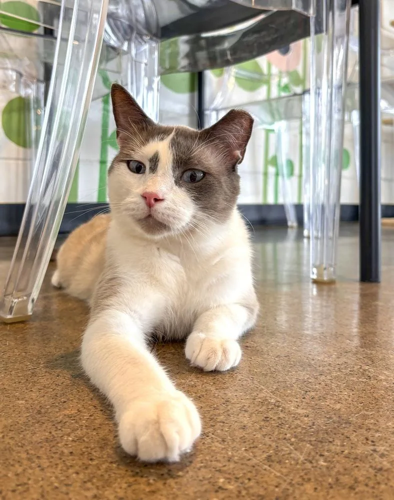 An adult medium-sized male Domestic Short Hair cat named Stewart for adoption in Ferndale, MI