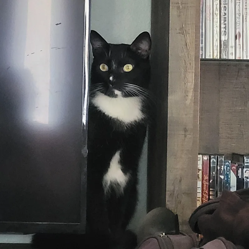 An adult large-sized male Black & White / Tuxedo Domestic Short Hair cat named Fleck and Penguin for adoption in Woodland Hills, CA