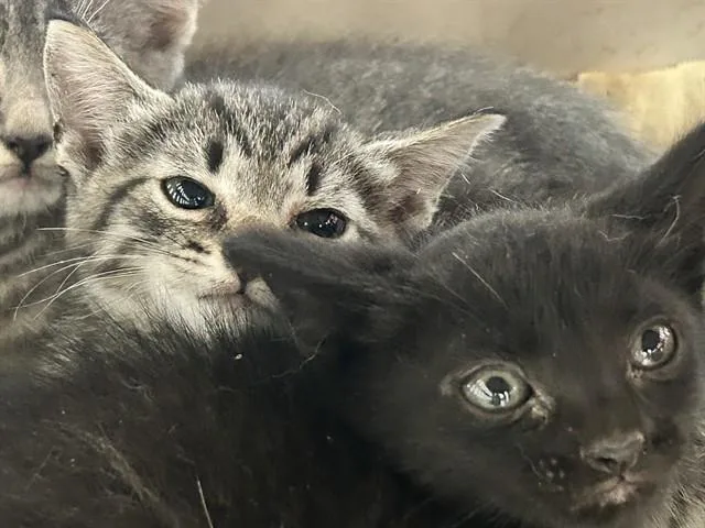 A baby small-sized male Domestic Short Hair cat named Jax for adoption in Ocala, FL