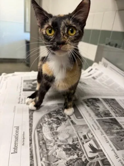 A young medium-sized female Domestic Short Hair cat named Aubrey for adoption in Van Nuys, CA
