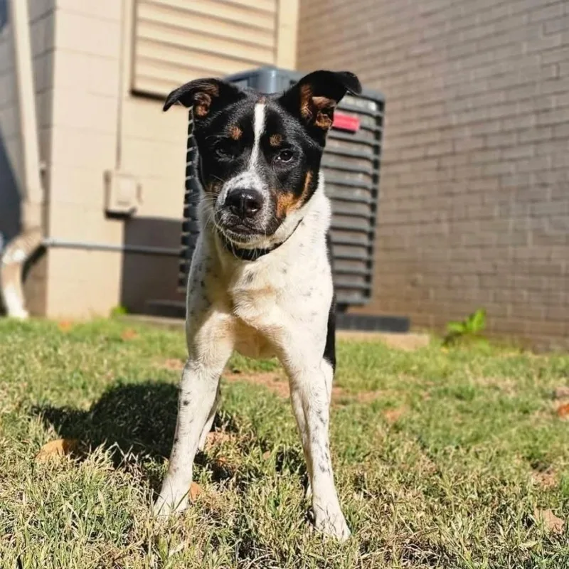 An adult medium-sized male White / Cream Australian Shepherd dog named Oreo for adoption in Simpsonville, SC