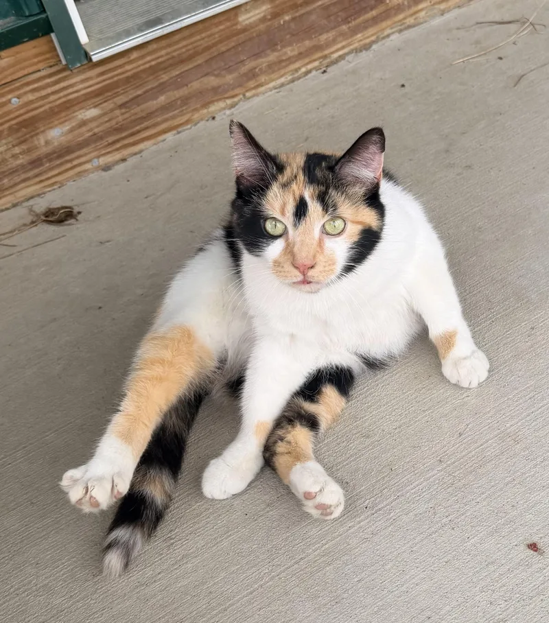 Catalina thumbnail 2