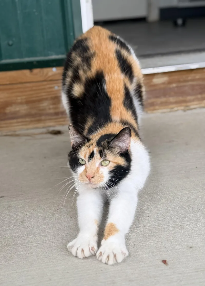 Catalina thumbnail 4