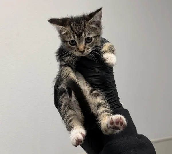 A baby small-sized female Domestic Short Hair cat named Deedee for adoption in Oceanside, CA
