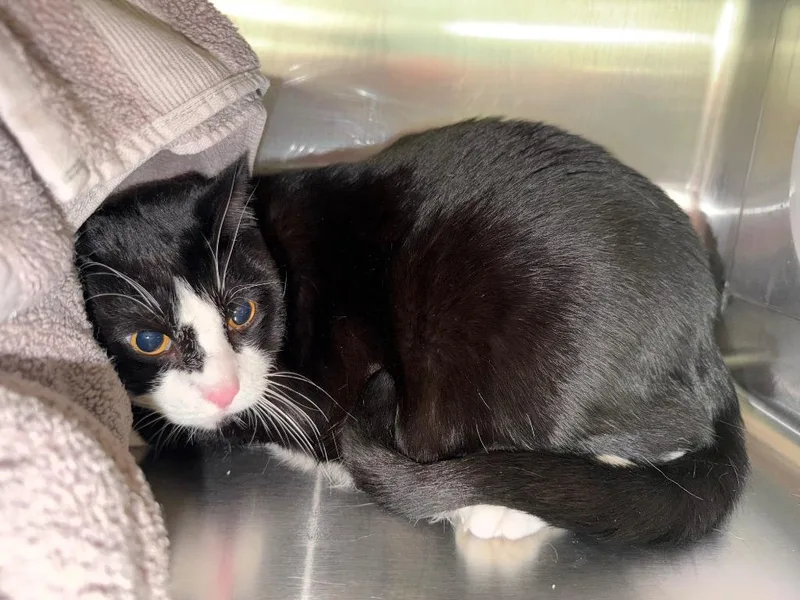 An adult small-sized male Domestic Short Hair cat named Tod for adoption in Cape Coral, FL