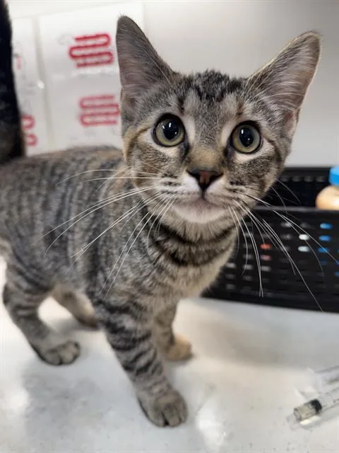 A young small-sized female Domestic Short Hair cat named Fiora for adoption in Baytown, TX