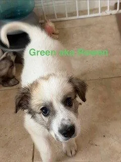 A baby large-sized male White / Cream Great Pyrenees dog named Rowen for adoption in Spring, TX