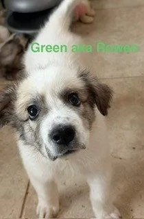 Rowen thumbnail 2