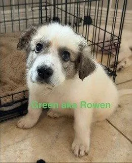 Rowen thumbnail 4