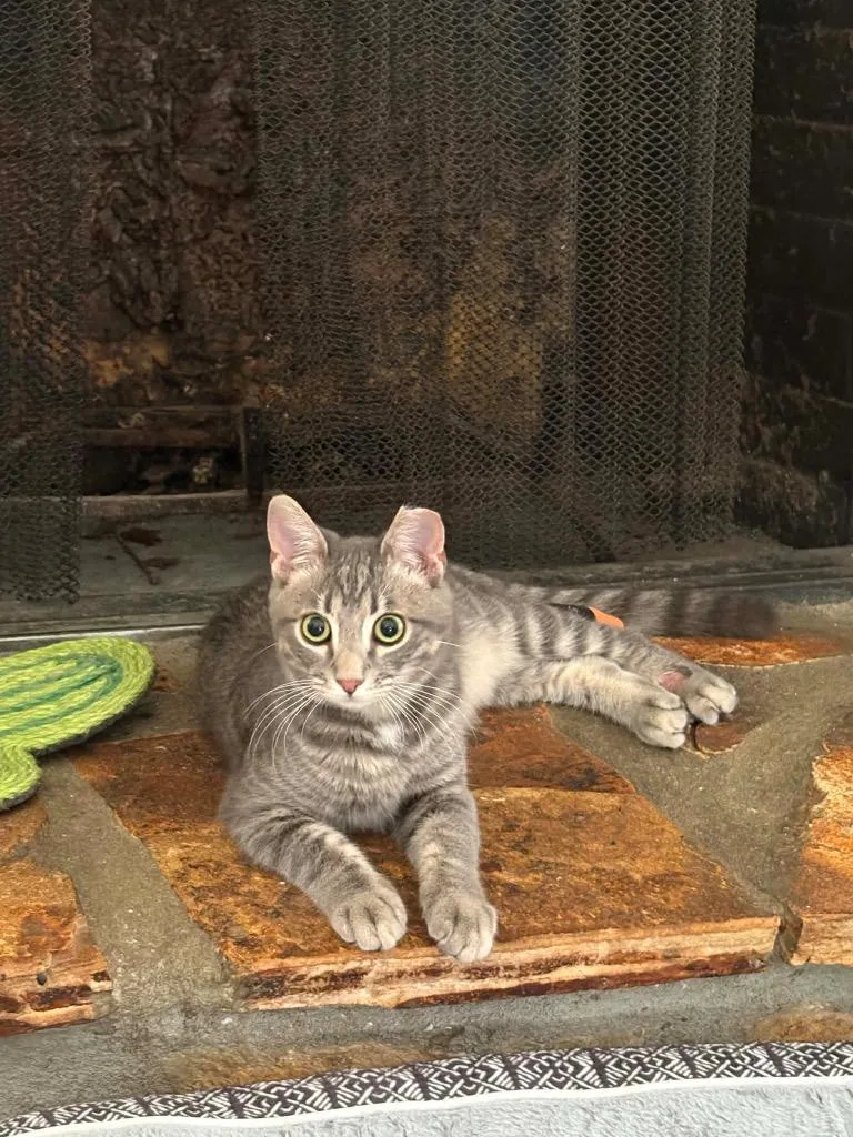 A baby large-sized male Domestic Short Hair cat named Riot for adoption in warrenville, SC