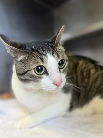 A young small-sized female Domestic Short Hair cat named Zoey for adoption in Rio Rancho, NM