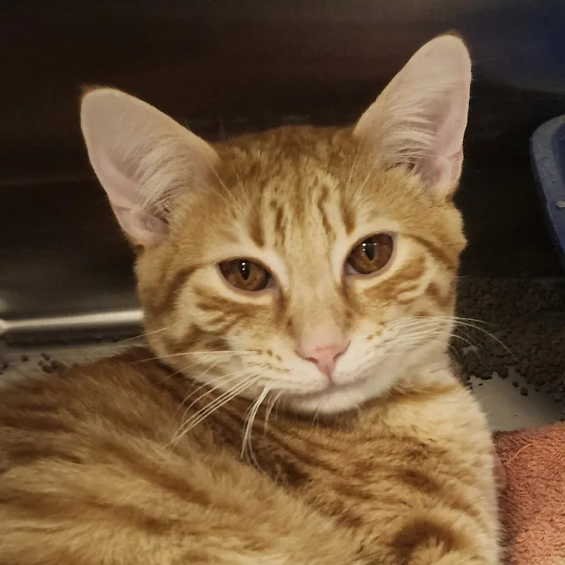 A young medium-sized male Orange / Red Domestic Short Hair cat named Wiley for adoption in Columbia Station, OH