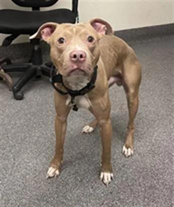 An adult medium-sized male Staffordshire Bull Terrier dog named Robert for adoption in Los Angeles, CA