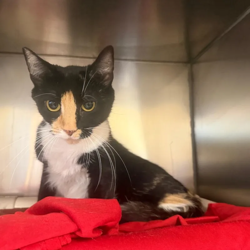 A young small-sized female Domestic Short Hair cat named MONTStray for adoption in Perkiomenville, PA