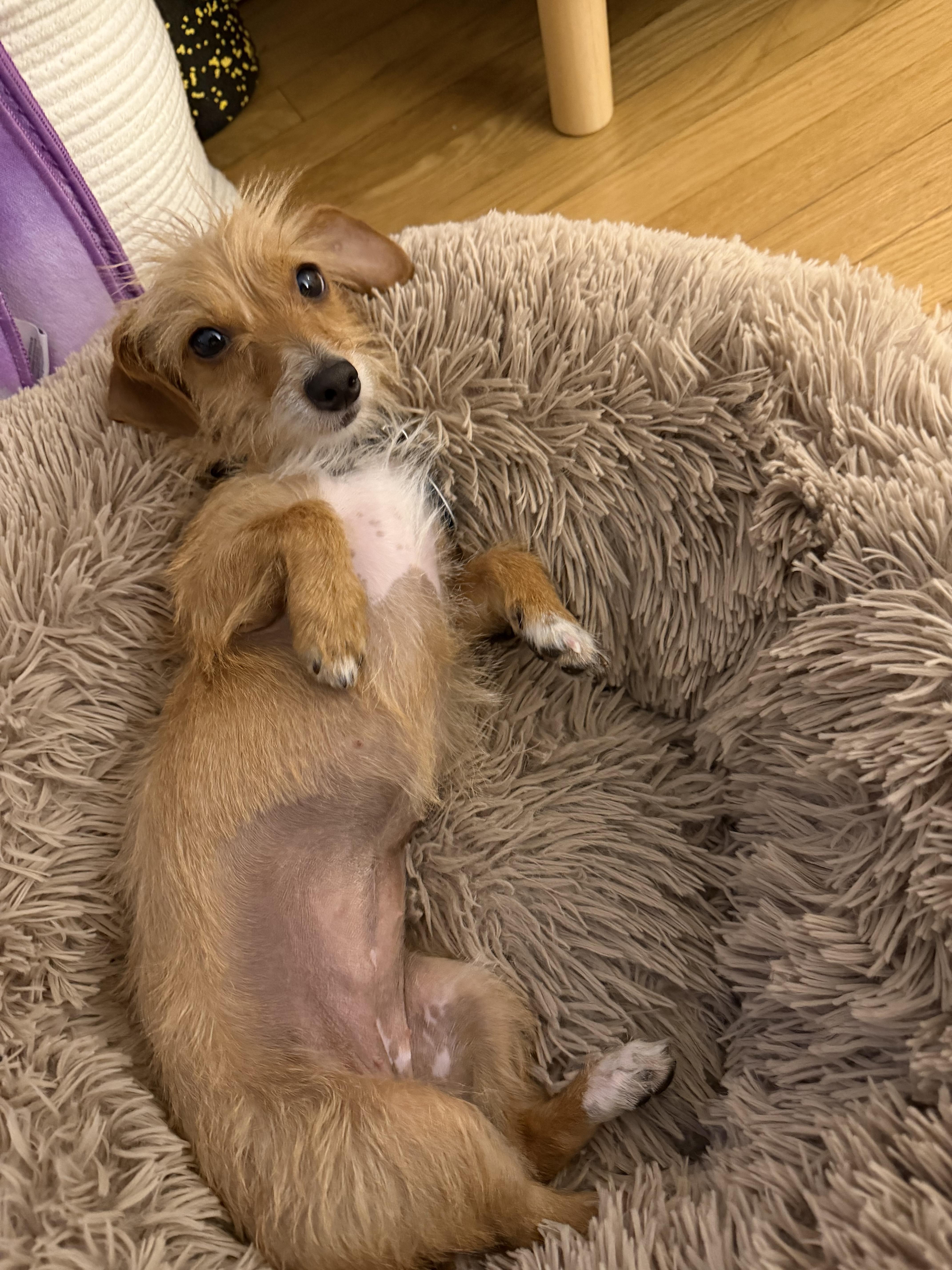 A young small-sized female Dachshund dog named Helena for adoption in Brooklyn, NY