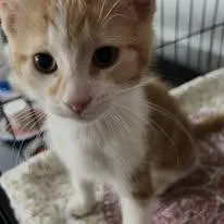A baby medium-sized male Orange & White Domestic Short Hair cat named Chai Latte for adoption in Findlay, OH