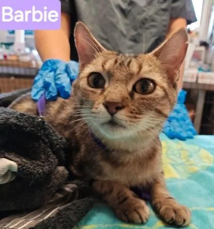 Barbie