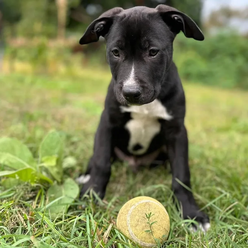 A baby large-sized male Black Australian Cattle Dog / Blue Heeler dog named Isaac Newton for adoption in Hilton, NY