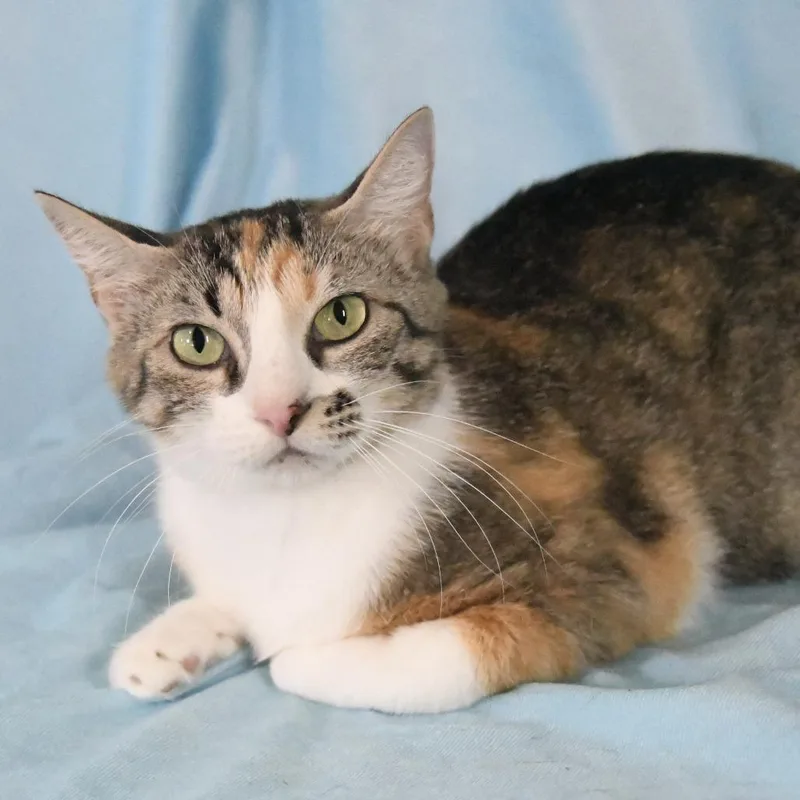 An adult medium-sized female Calico Domestic Short Hair cat named Callie for adoption in Natchez, MS