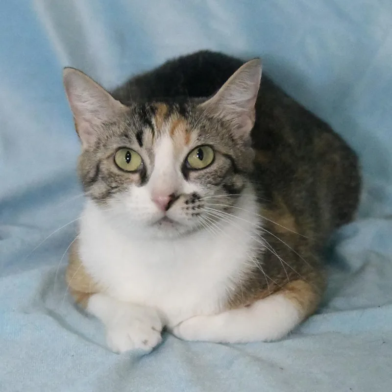 Callie thumbnail 2