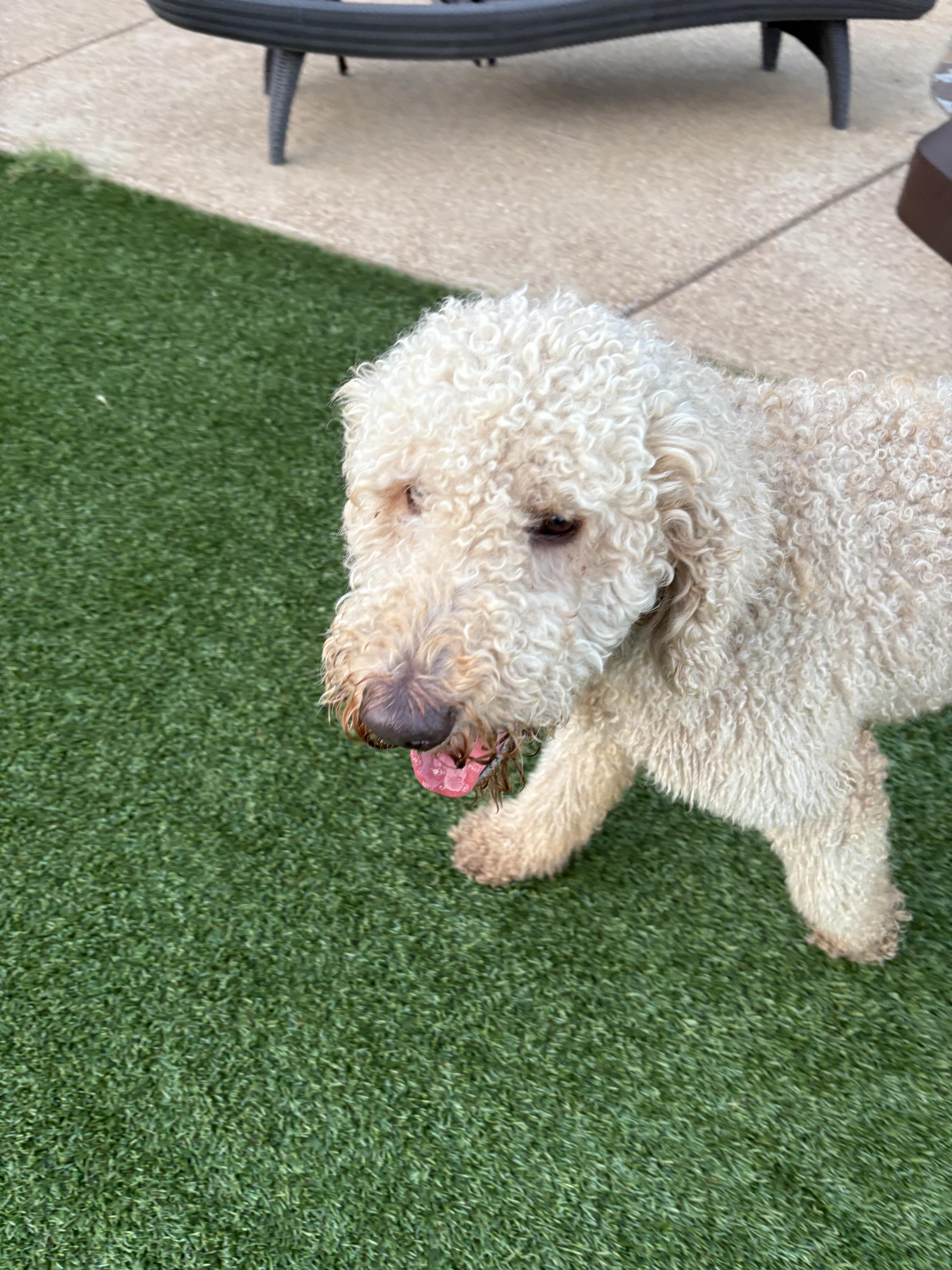 A young medium-sized male Goldendoodle dog named Link for adoption in Cordova, TN