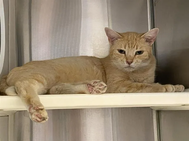 An adult medium-sized female Domestic Short Hair cat named Kat Fondue for adoption in Tustin, CA