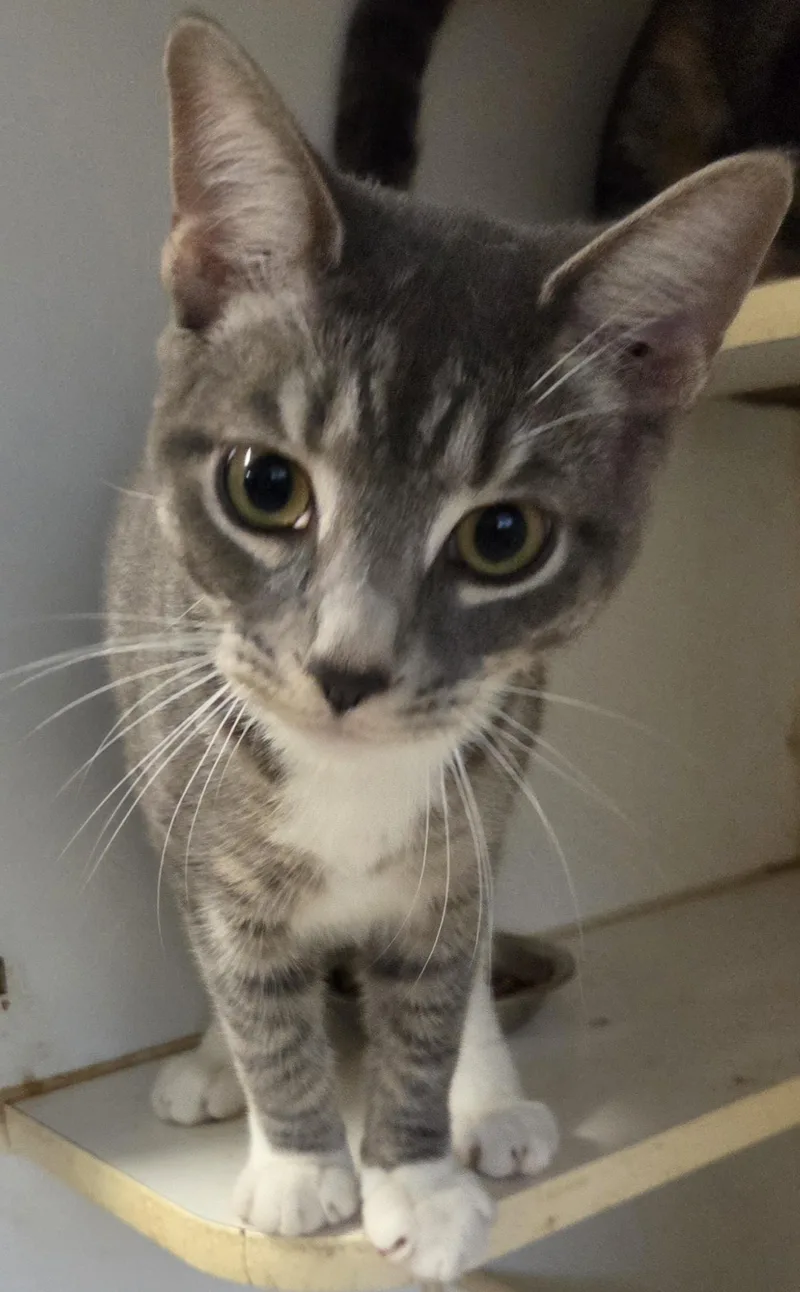 An adult medium-sized male Tabby (Gray / Blue / Silver) Domestic Short Hair cat named Purple Rain for adoption in Mansfield Center, CT