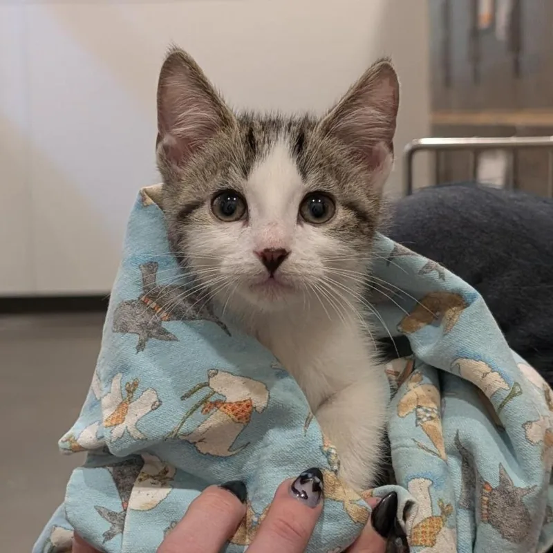A baby small-sized male Brown / Chocolate Domestic Short Hair cat named Potato Toddler for adoption in Washington Township, OH
