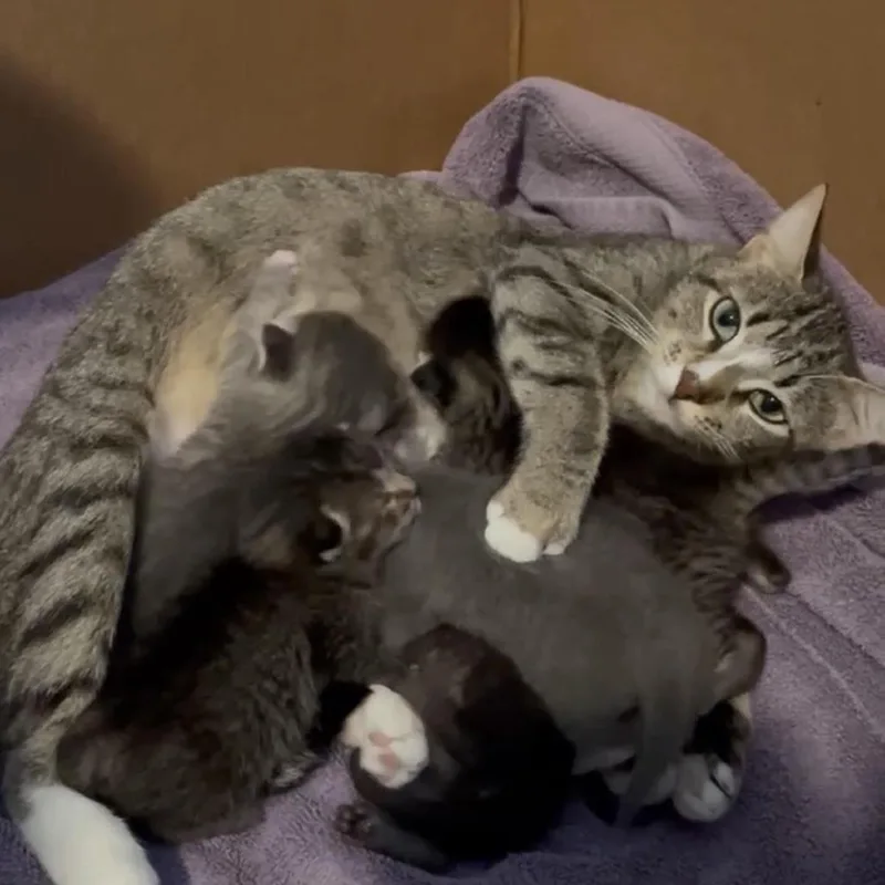An adult medium-sized female Tabby (Gray / Blue / Silver) American Shorthair cat named Lady Bird for adoption in Houston, TX