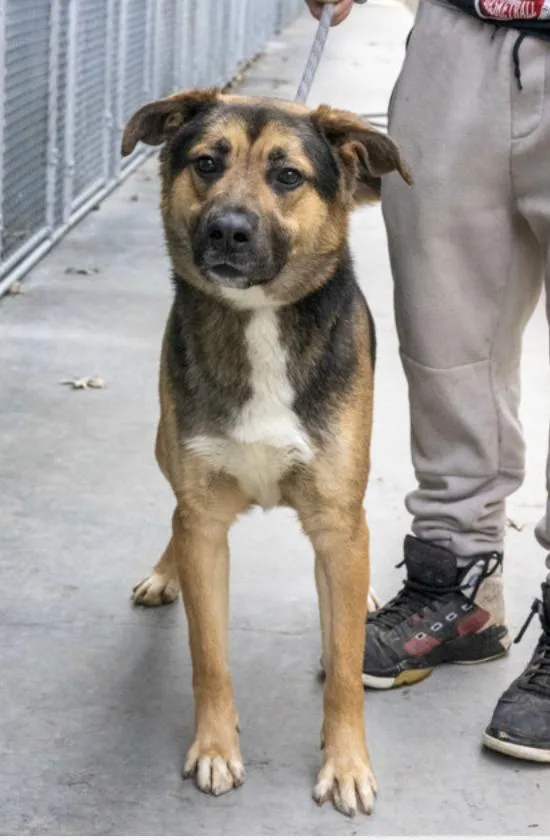 An adult medium-sized male Tricolor (Brown, Black, & White) German Shepherd Dog dog named Clark for adoption in Terre Haute, IN