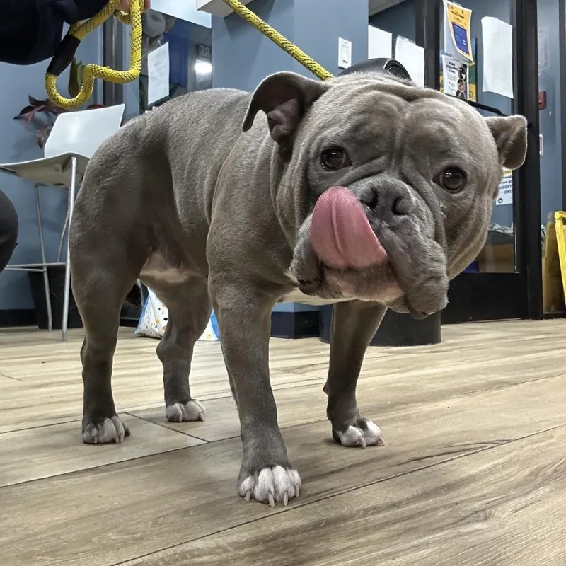 A baby small-sized female Gray / Blue / Silver English Bulldog dog named Beatrice for adoption in Newark, NJ