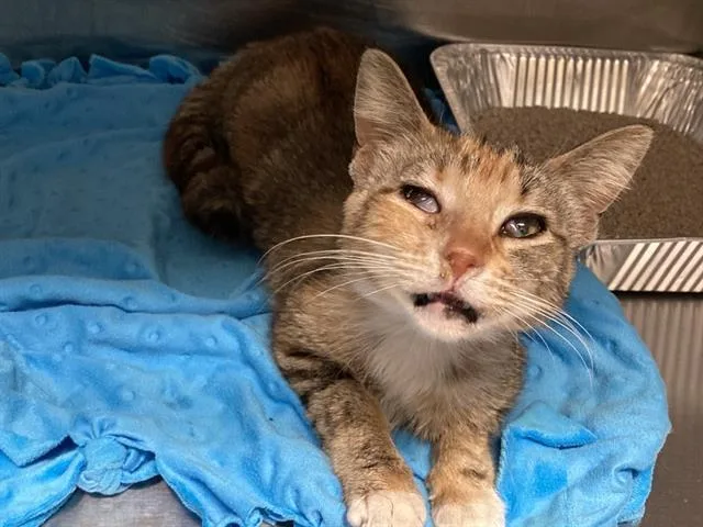 A young medium-sized female Domestic Short Hair cat named Twyla for adoption in Tustin, CA