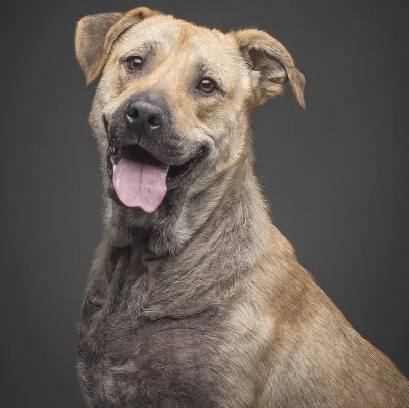 A young large-sized female German Shepherd Dog dog named Nylah for adoption in Krum, TX