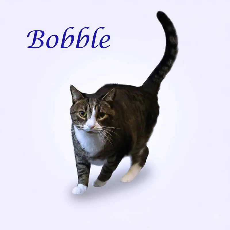 Bobble C