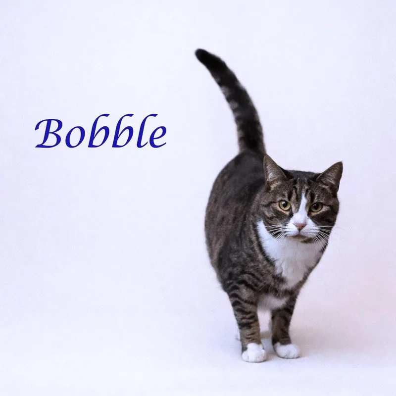 Bobble C thumbnail 2