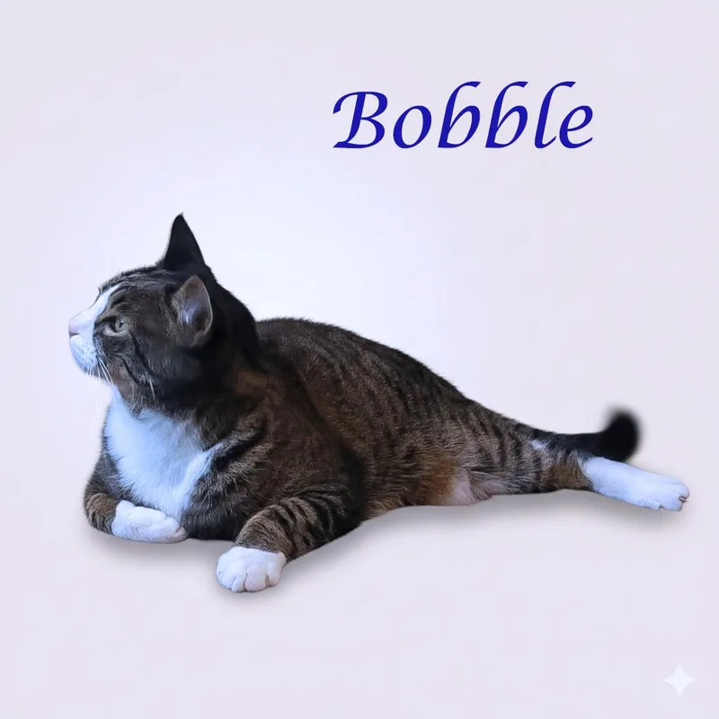 Bobble C thumbnail 3