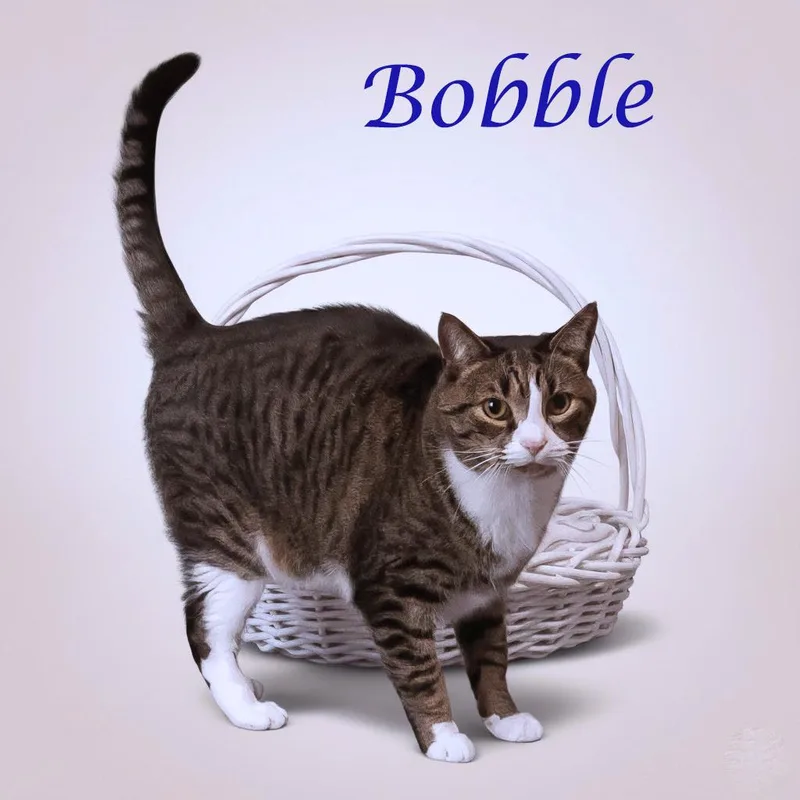 Bobble C thumbnail 4