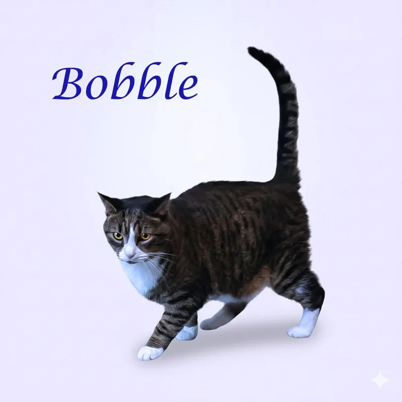 Bobble C thumbnail 5
