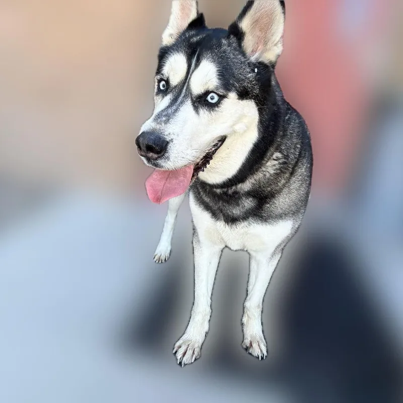 A senior large-sized male Black Husky dog named Howl for adoption in Reno, NV