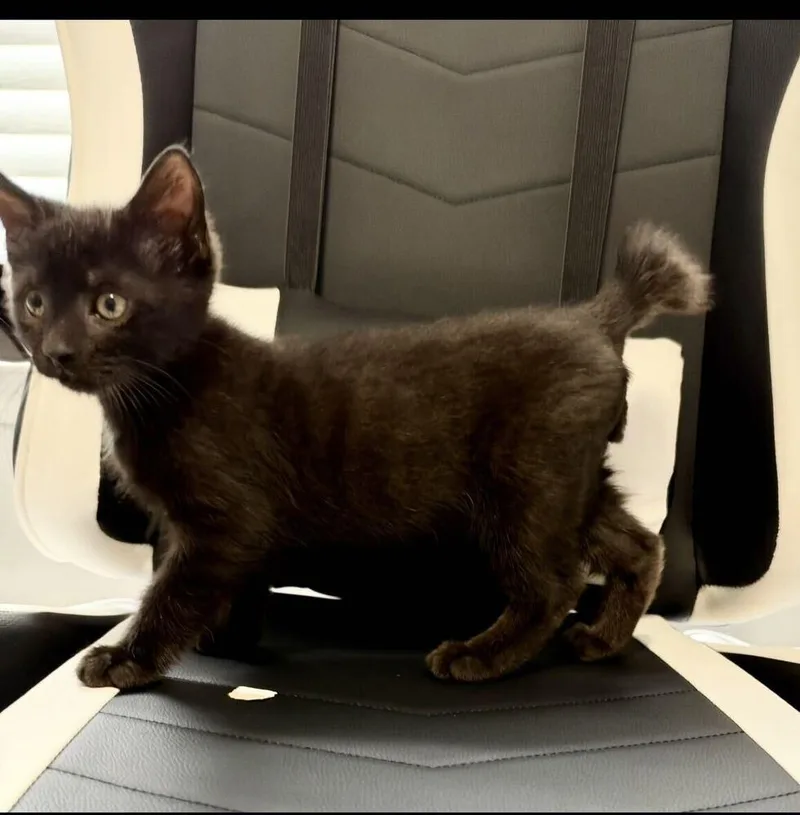 A baby small-sized male Domestic Short Hair cat named Kung Fu for adoption in Marietta, GA
