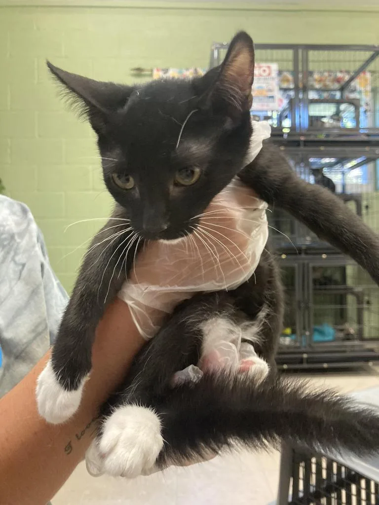 A baby medium-sized female Domestic Short Hair cat named Silkie for adoption in Burnsville, NC