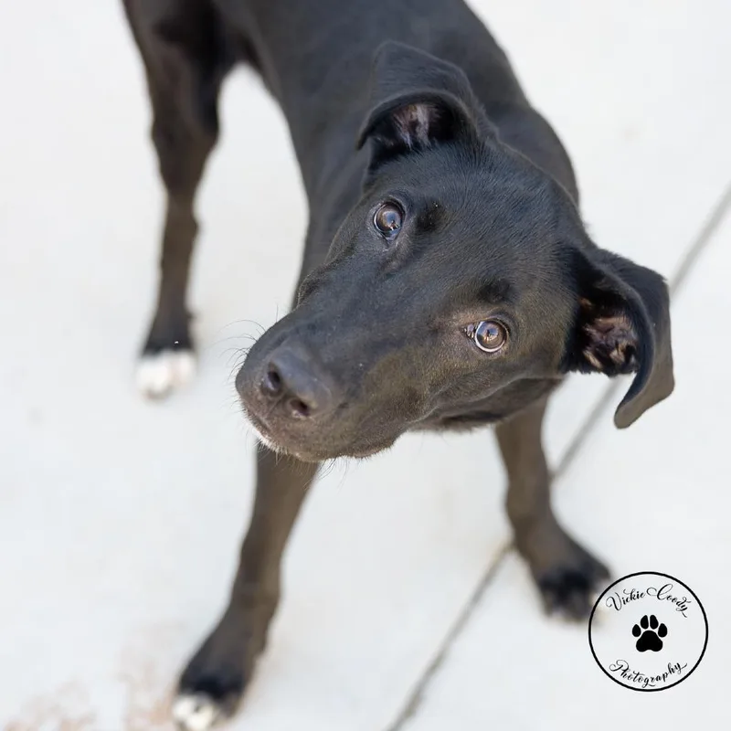A young small-sized male Terrier dog named Cj for adoption in Abilene, TX