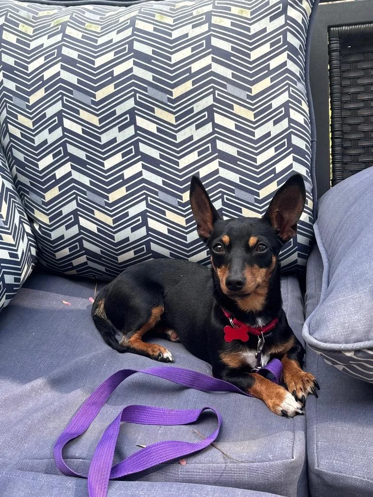 A young small-sized female Miniature Pinscher dog named Lulu Re for adoption in Dalton, GA