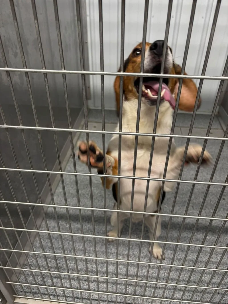 An adult medium-sized male Beagle dog named Ace for adoption in bellefontaine, OH