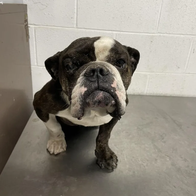 Sir Reginald Tankerton III