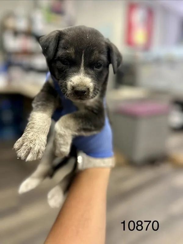 A baby medium-sized male Shepherd dog named August for adoption in Victorville, CA