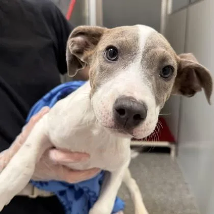 A baby small-sized female Mixed Breed dog named Pearl for adoption in Voorhees, NJ